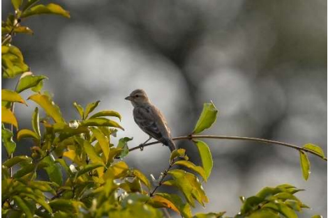 Sahel Bush Sparrow